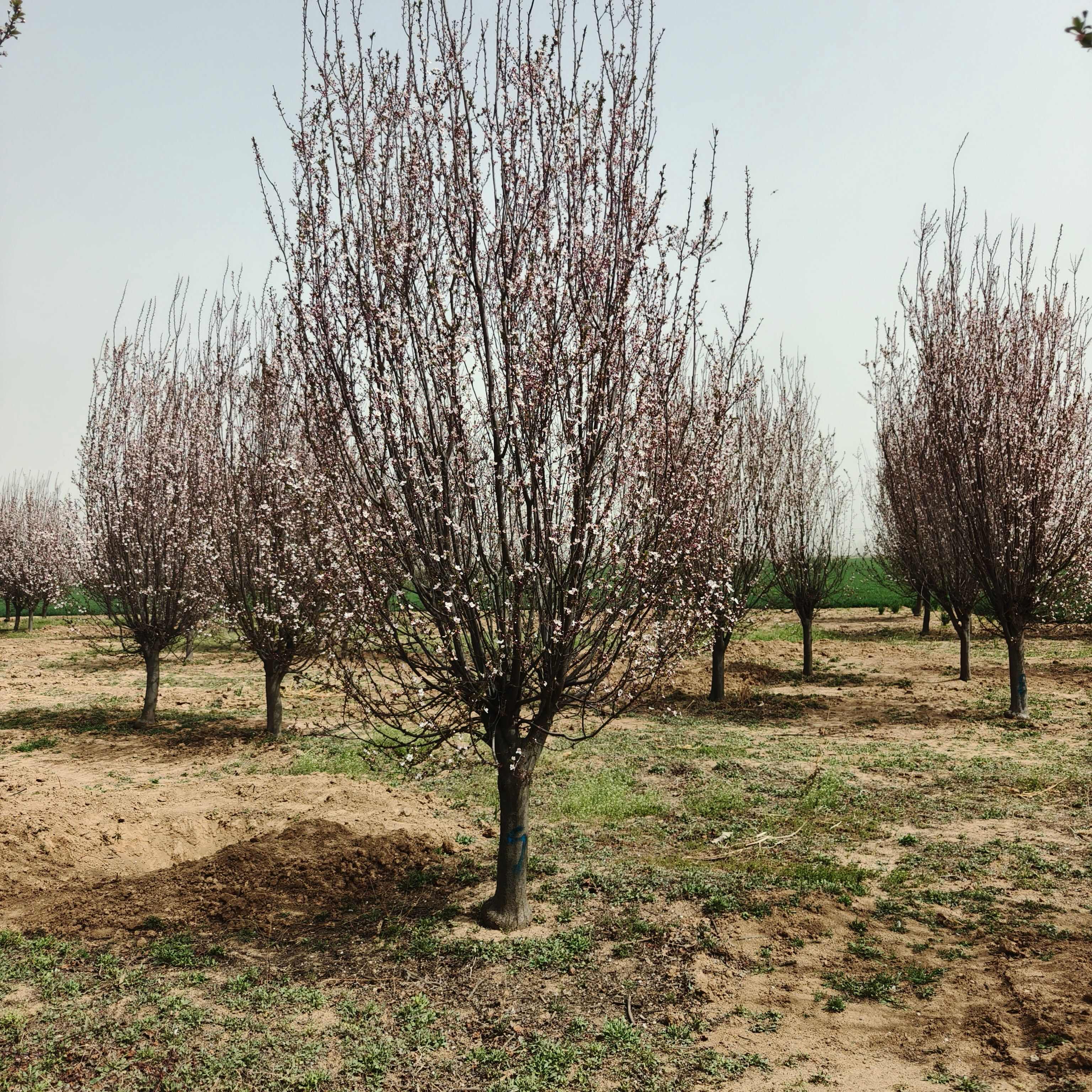 山东济宁嘉祥供应优质红叶李苗木花草乔木批发零售
