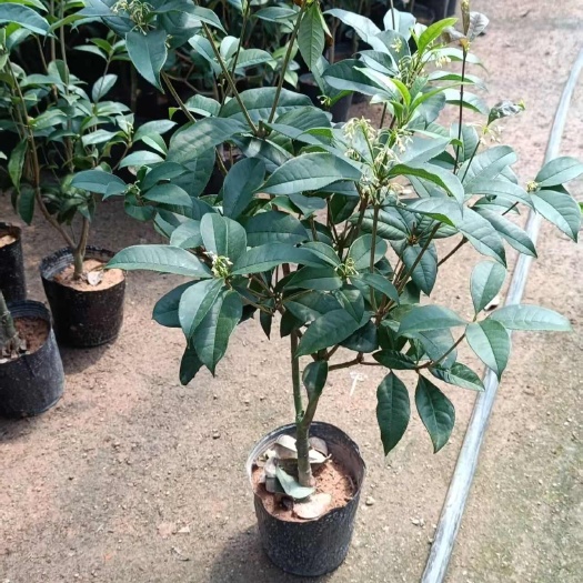 漳平市精品四季桂花