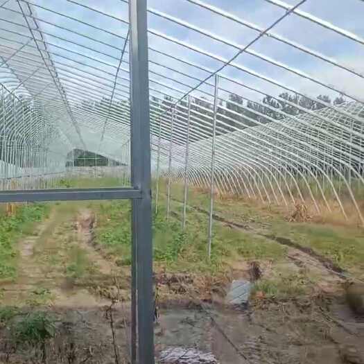 香河县处理热镀锌半坡暖棚架子30/75椭圆管十二米宽一千架