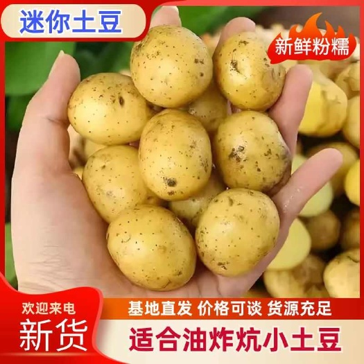 滕州市2025现挖现发新鲜黄心迷你小土豆油炸神农架恩施专用炕小洋芋