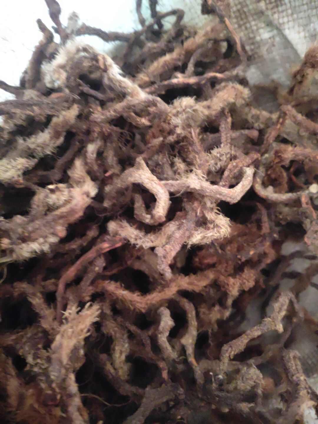 云南骨碎补白毛骨优等品10斤包邮