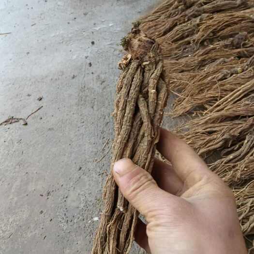 赫章县水洗，精品，，小个子当归，自产自销，，自己种植基地，，