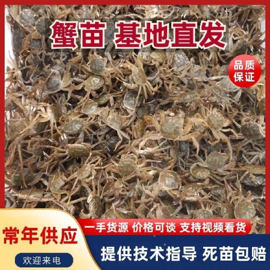 盘山县盘锦优质蟹苗 精品蟹苗 无病无菌 各种规格齐全 可全国供应