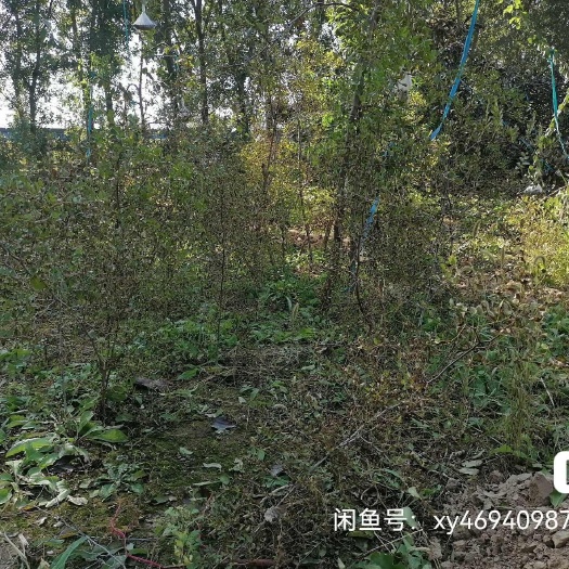 北京酸枣苗（1—3苗，价格不等，具体详谈）