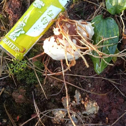 多花姜形不倒苗二年苗,品质保证,露天二年苗,产量高,成活率高
