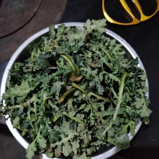 泥胡菜