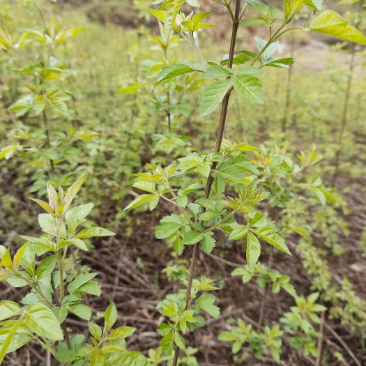 阳新县黄荆苗