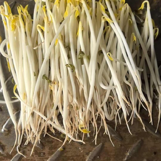 南非芽豆25年新粮，3.5-3.8