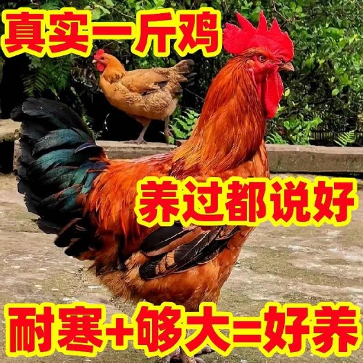 莘县一斤九斤红鸡活苗脱温苗大种鸡肉鸡