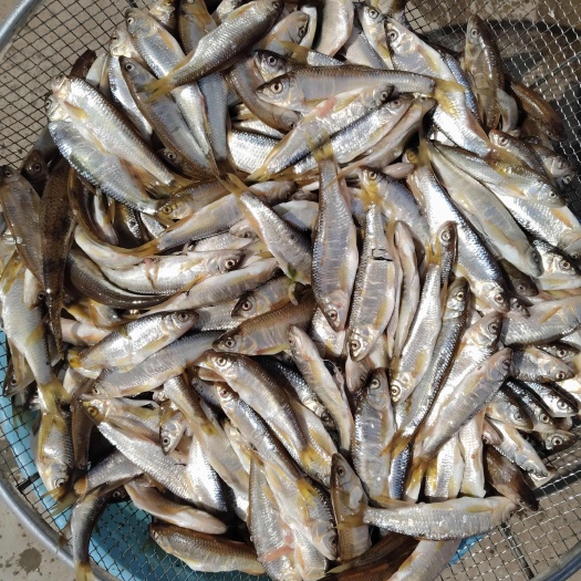 朝阳小白鱼，大马口，开膛，冷冻发货