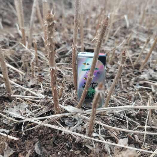 桓仁县刺嫩芽，刺嫩芽一年苗，质量好价格合适，刺老芽苗产地直发