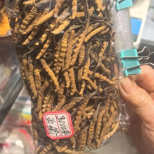 亳州冬虫夏草 冬虫草【假一赔十】