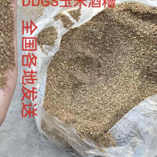 全州县DDGS玉米酒糟