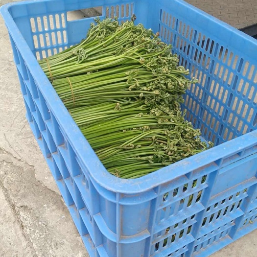 赫章县蕨菜