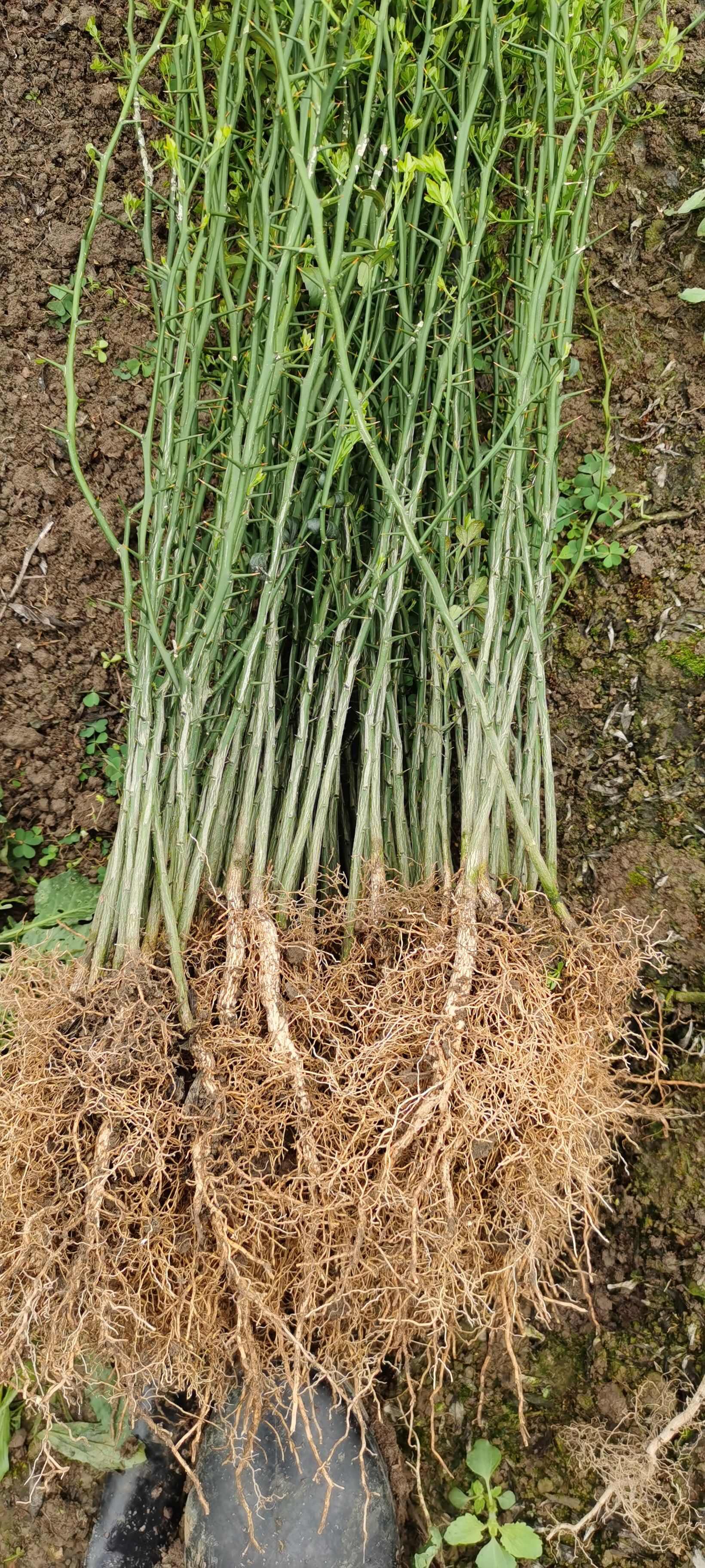 阳朔县枳壳苗