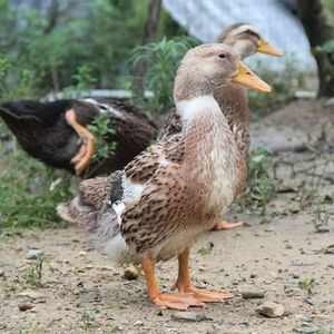 威宁县自养半麻鸭