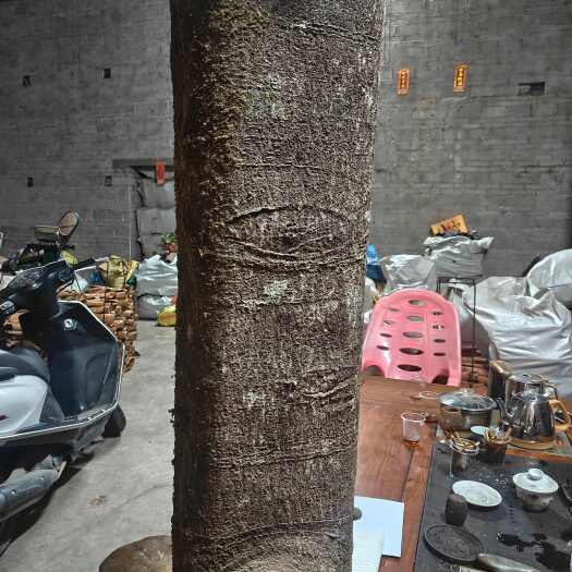 平南县百年大玉桂 超级特大桂通  桂皮收藏品