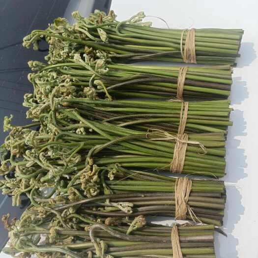 寻甸县野生菜 龙爪菜