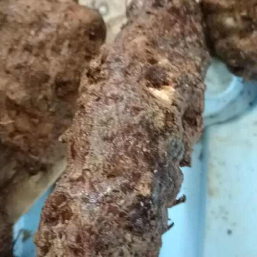 绥宁县土茯苓