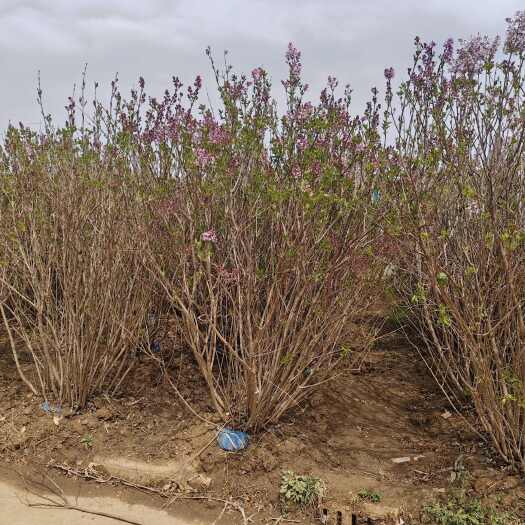 基地大量出售冠幅80-200厘米丛生紫丁香