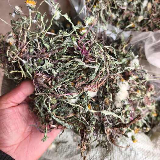 确山县【精选】蒲公英 ，带根全株，色绿，无杂，产地直销，大货供应！