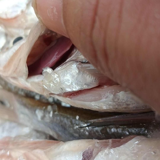 开肚小翘嘴，规格1两至5两