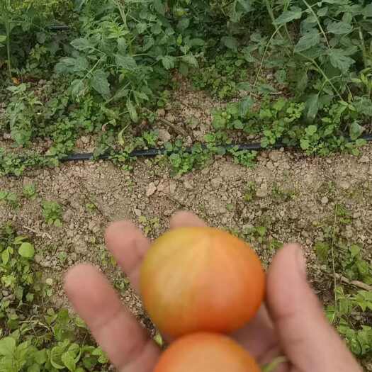 博白县草梅西红柿