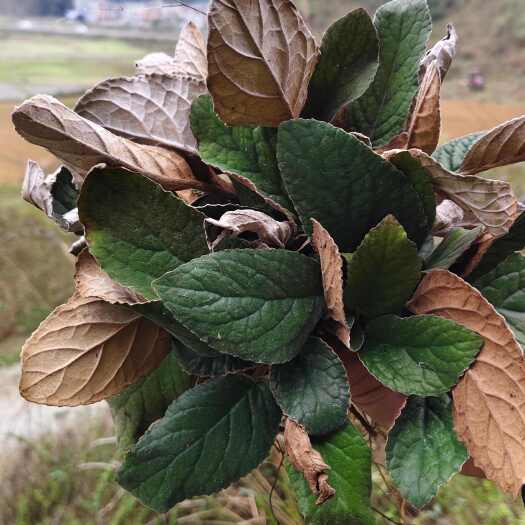 靖西市石上莲软肝草岩白菜新鲜采摘自然晒干