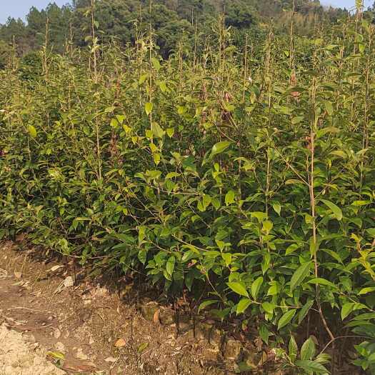 奉新县青冈栎小苗 青冈栎杯苗 赤皮青岗栎 造林种苗