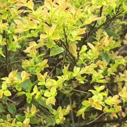 柘荣县南烛叶