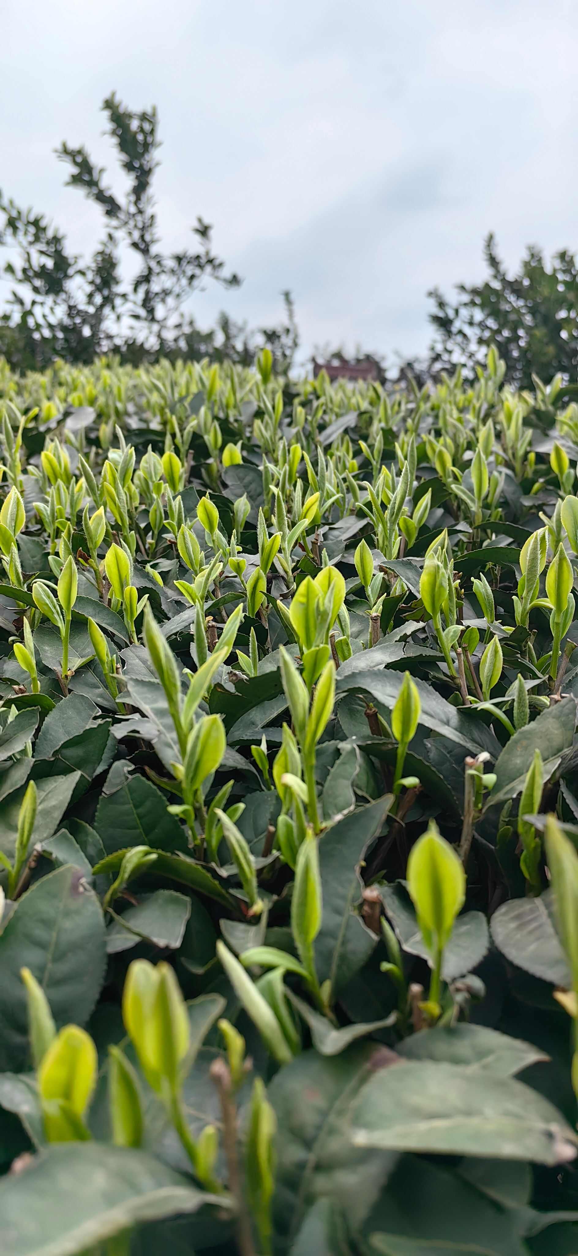 湖北茶苗，湖北茶叶苗，武汉茶苗，襄阳茶苗，十堰茶叶苗，茶叶苗