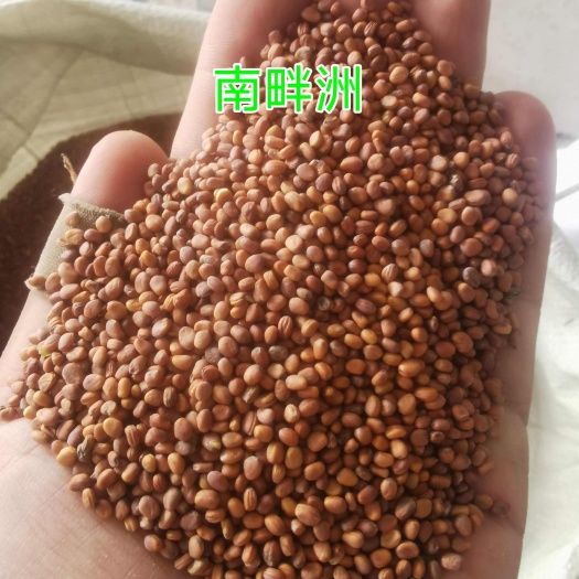 九斤王萝卜 南畔洲萝卜种子