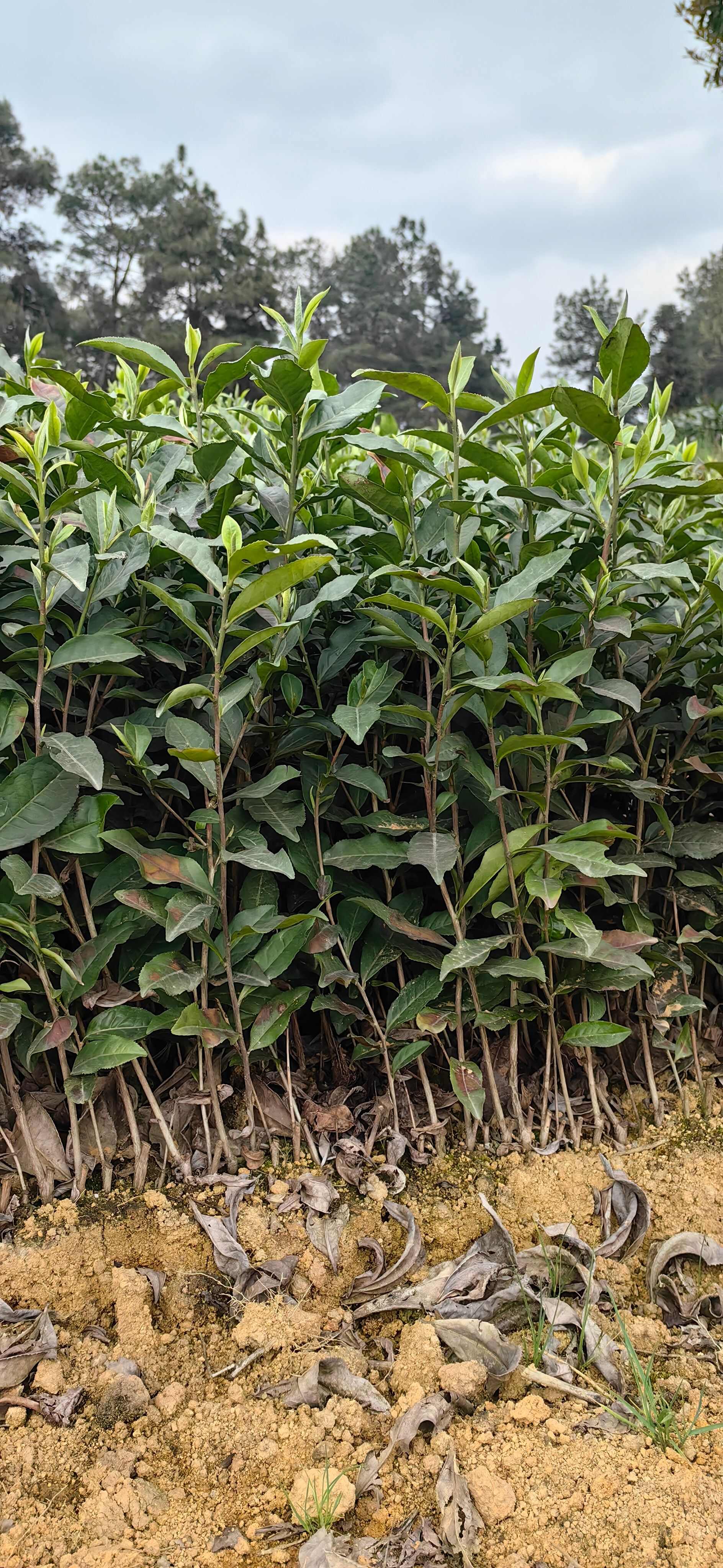 湖北茶苗，湖北茶叶苗，武汉茶苗，襄阳茶苗，十堰茶叶苗，茶叶苗