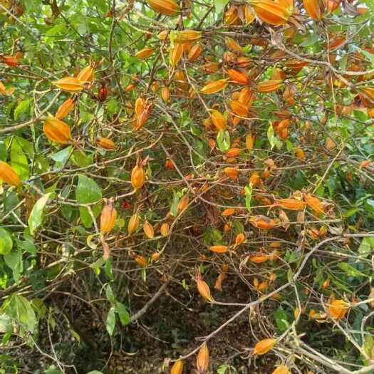 黄栀子花