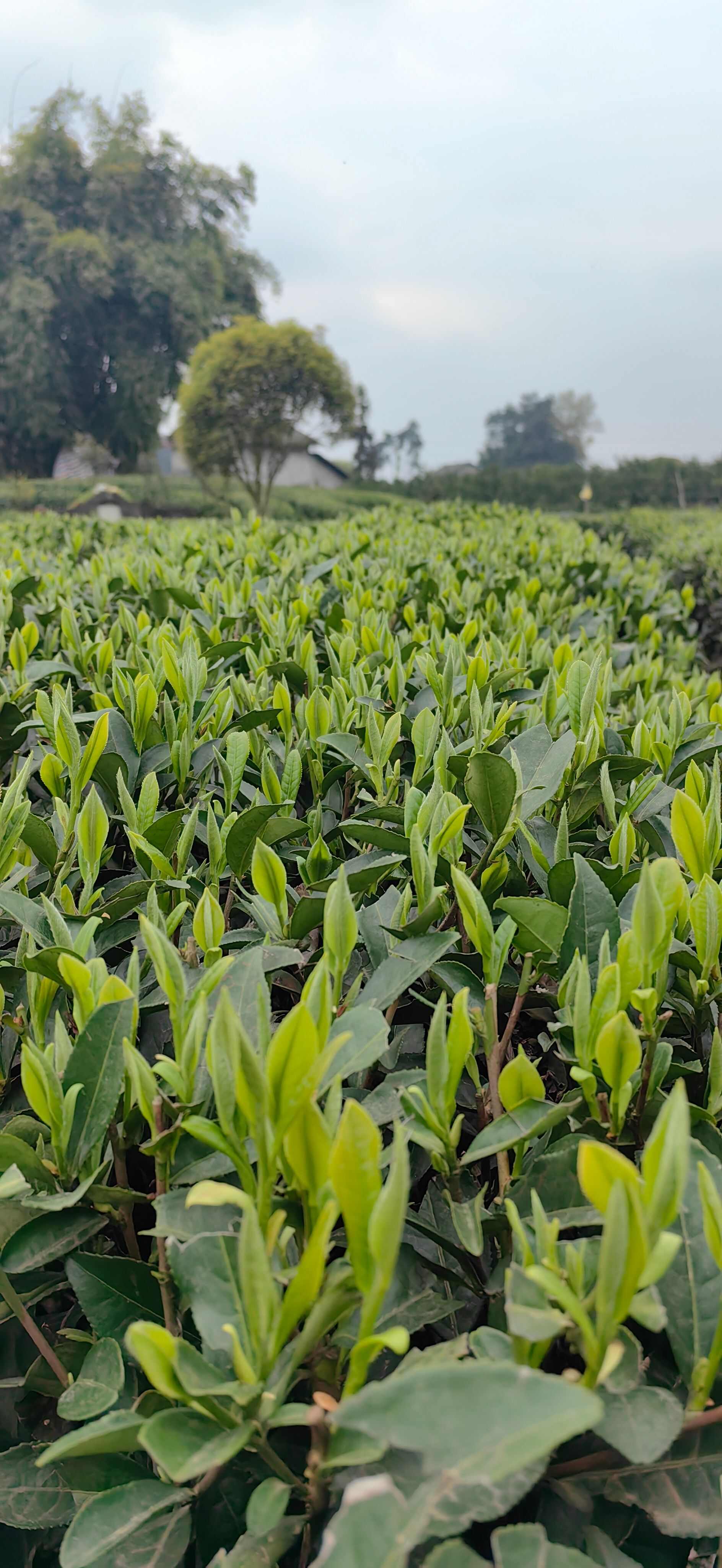 湖北茶苗，湖北茶叶苗，武汉茶苗，襄阳茶苗，十堰茶叶苗，茶叶苗