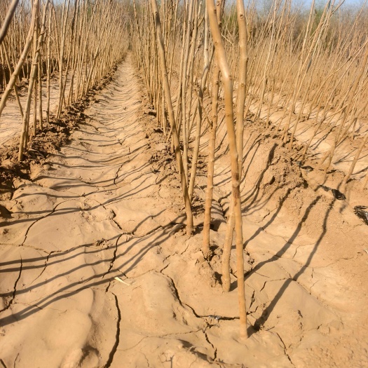 保定安国基地直供优质栾树营养杯北栾   苗圃批发