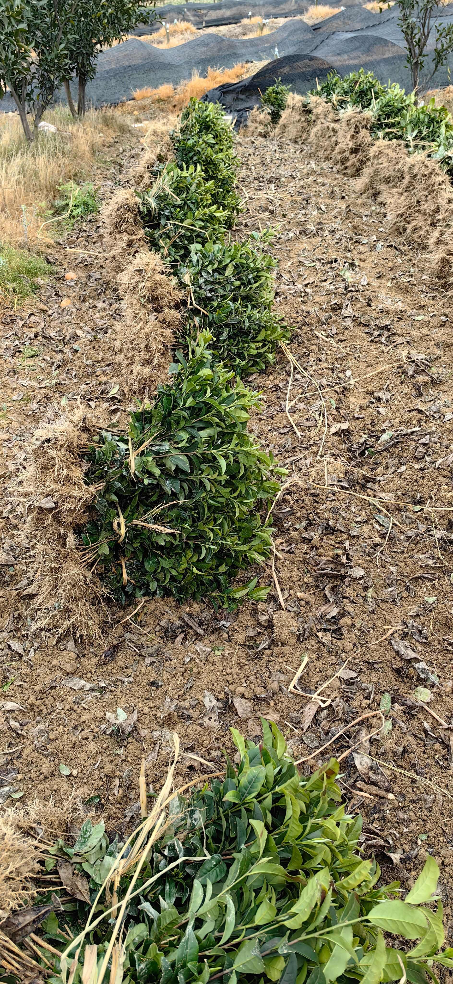 湖北茶苗，湖北茶叶苗，武汉茶苗，襄阳茶苗，十堰茶叶苗，茶叶苗