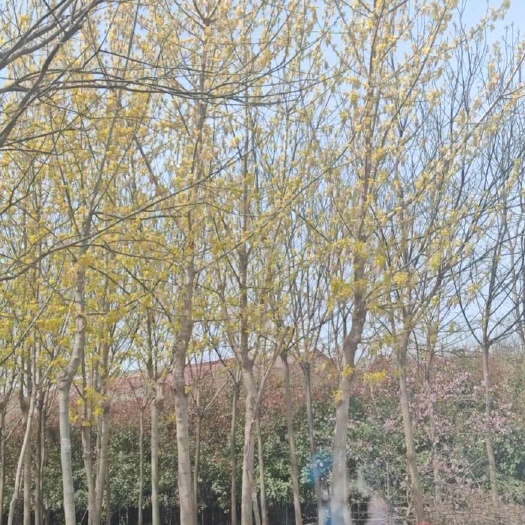 咸阳精品苗木