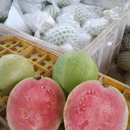 北流市西南专线 l 现摘广西西瓜红芭乐（番石榴），支持一件代发
