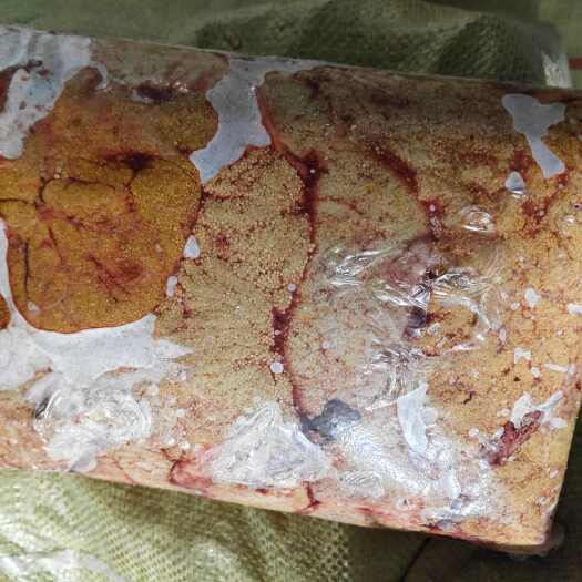 丰县鱼籽、鲤鱼籽、速冻鲤鱼籽、鲤鱼黄籽。