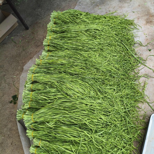 贡菜  ，云南优质贡颜色鲜绿，质量保证，产地直销，种植园，