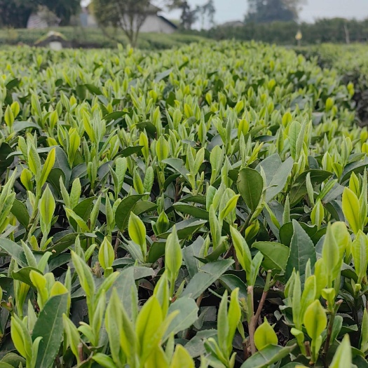 雅安陕西茶叶苗，安康茶叶苗，商洛茶叶苗，金牡丹茶苗，龙井茶苗