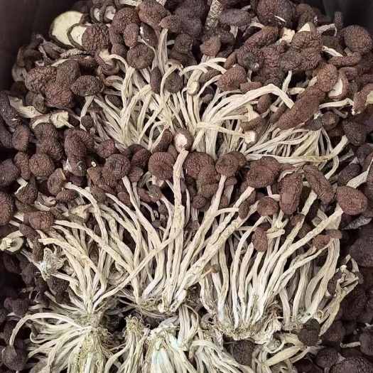 江西广昌茶树菇5号菇不开伞茶树菇茶薪菇干货2025新菇