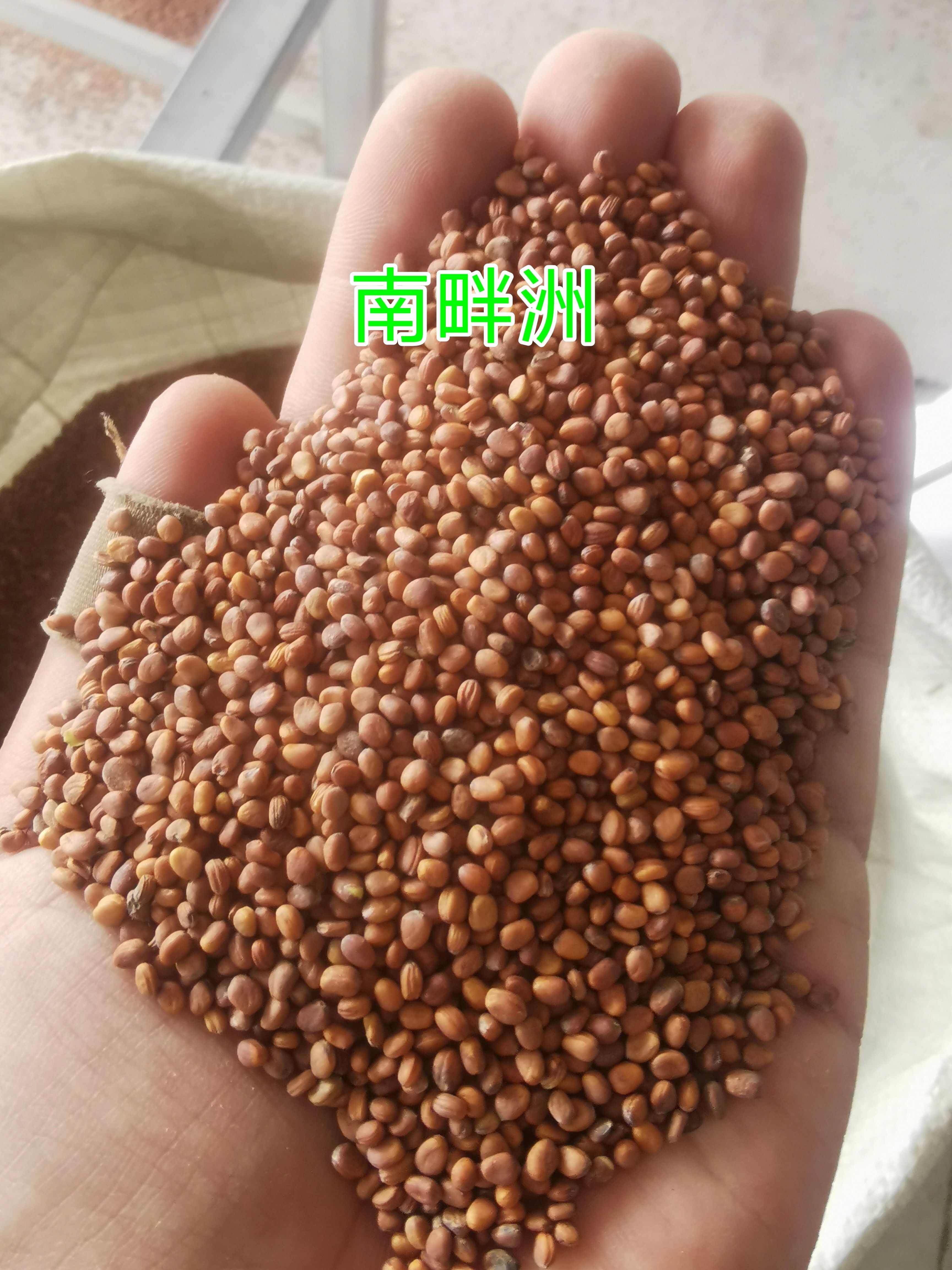 九斤王萝卜 南畔洲萝卜种子