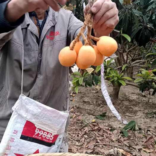 米易县四川枇杷，皮薄肉厚，口感纯甜