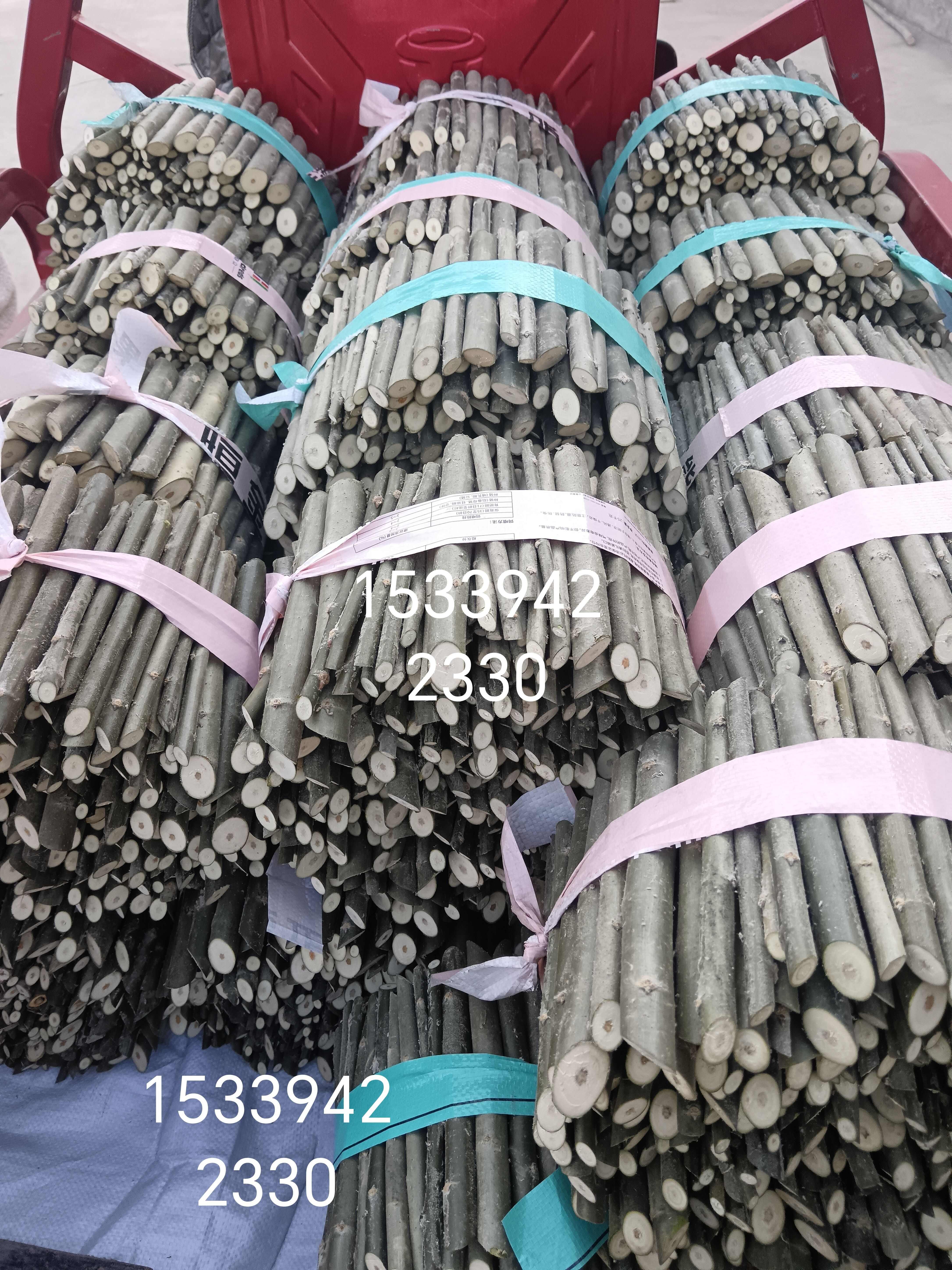 新疆杨种条