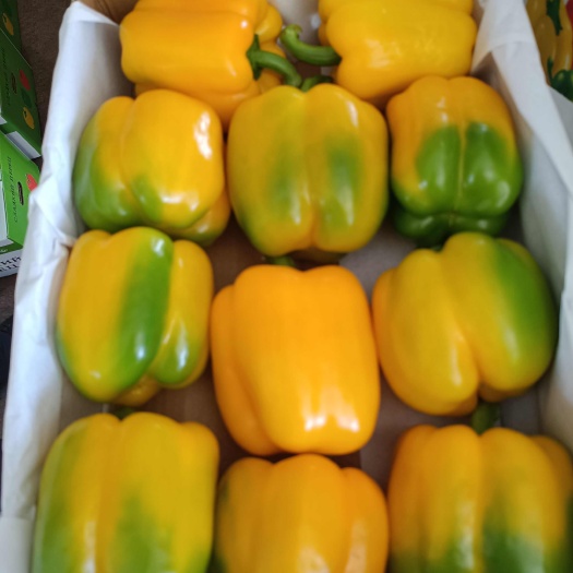寿光市种植基地 出口品质 做出口的来找我