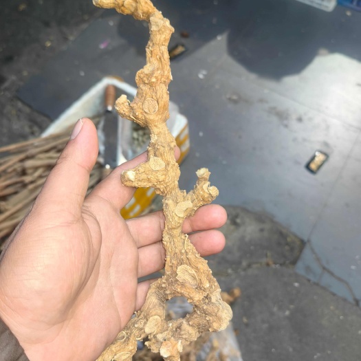 宜春一年一结黄精。