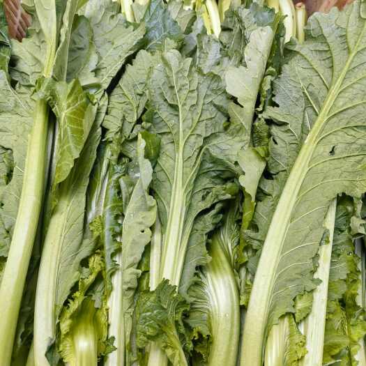 昆明花叶小苦菜