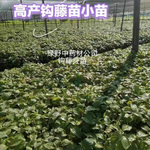 钩藤苗小苗芽苗大叶金钩藤苗双钩藤苗一手货源批发顺丰包邮